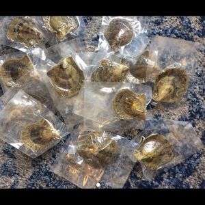 10 AKOYA OYSTERS WITH SALTWATER PEARLS